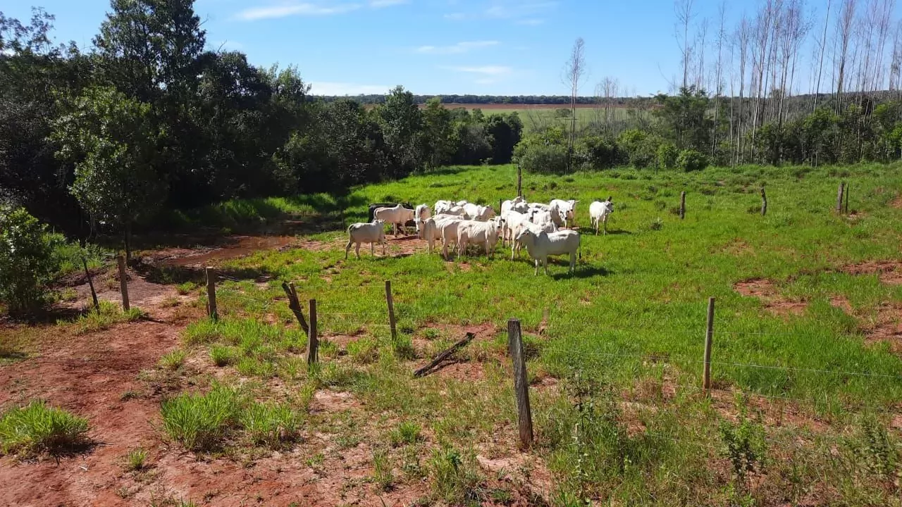 Comprar Fazenda